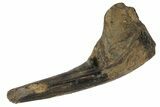 Fossil Enchodus Fang with Jaw Section - Texas #164778-1